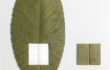 L’orMa, Plum line, 15,5×10,5cm, foglia naturale, cotone